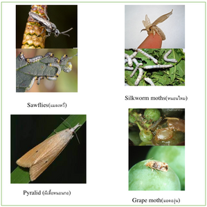 LARMOFF ชีวภัณฑ์ กำจัด ศัตรูพืช (100-1000 g.)